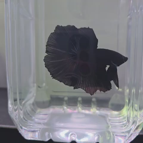 Black Giant Halfmoon