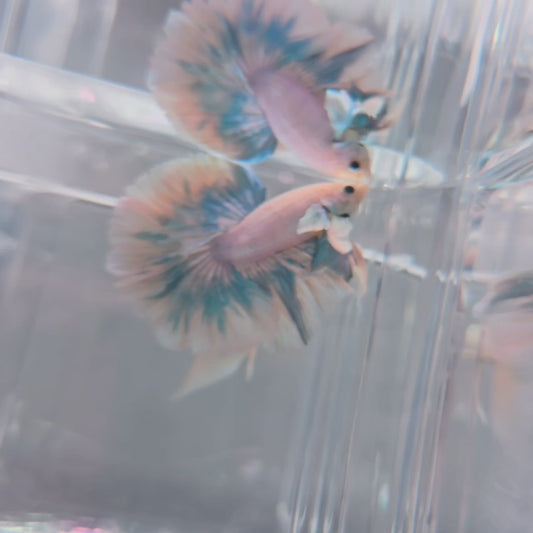 Blue Rosetail Dumbo
