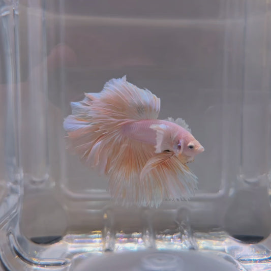 Peach Rosetail - 104
