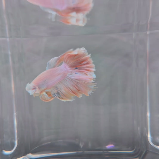 Pastel Yellow Rosetail