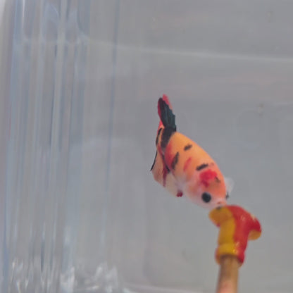 Yellow based multicolour female