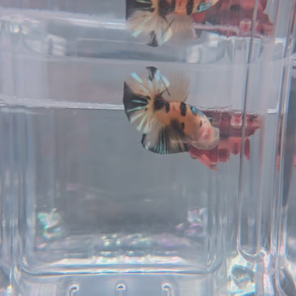Yellow Copper Koi