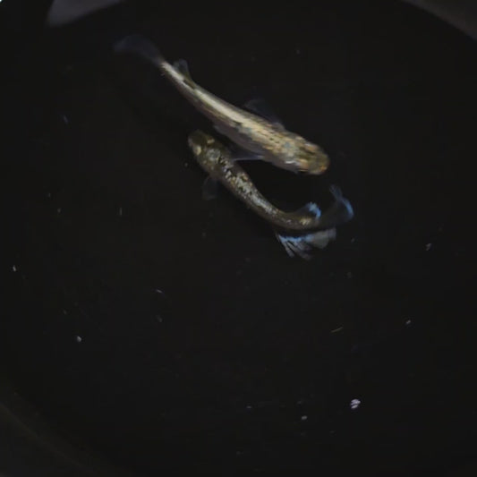 [From Japan 🇯🇵] 🐉 Rare & Stunning Hirin Medaka ✨ - Pair