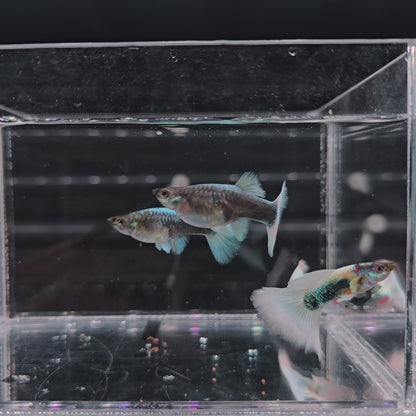 German White Guppy