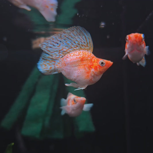 High Fin Sakura