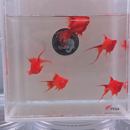 Blood Red Balloon Swordtail Molly