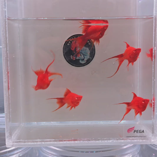 Blood Red Balloon Swordtail Molly