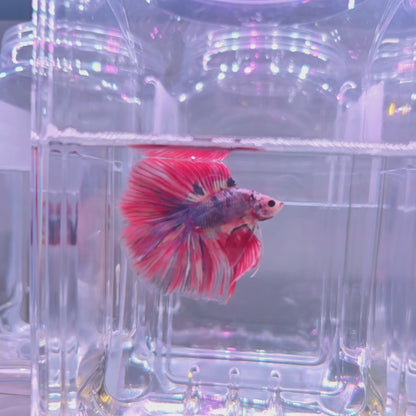 Candy nemo Fullmoon