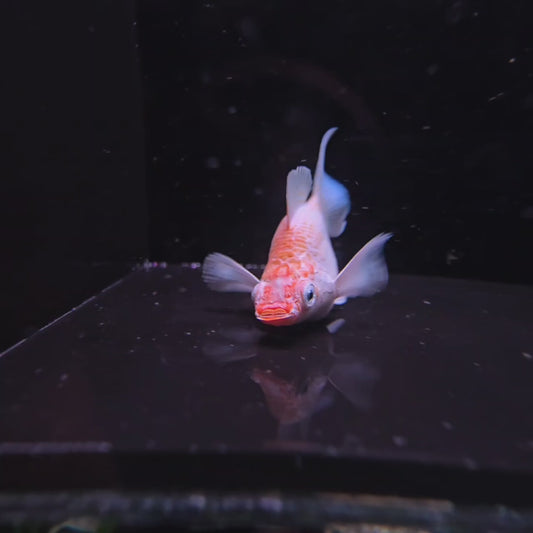 Platinum Based - Red Head Flamingo Lyretail