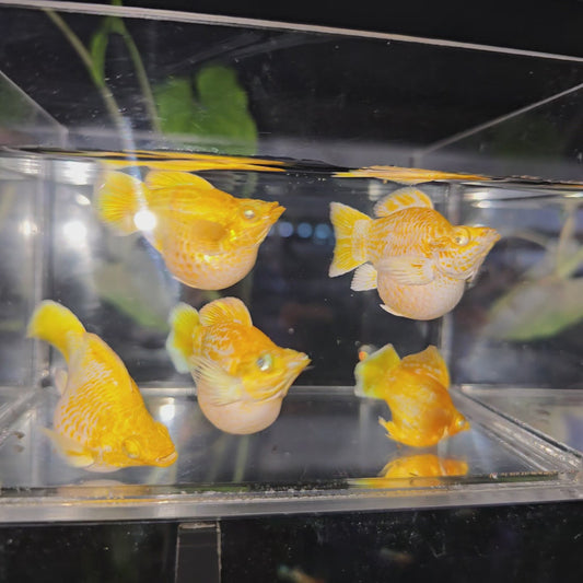 *NEW IN* Lemon Roundtail (Big Size)