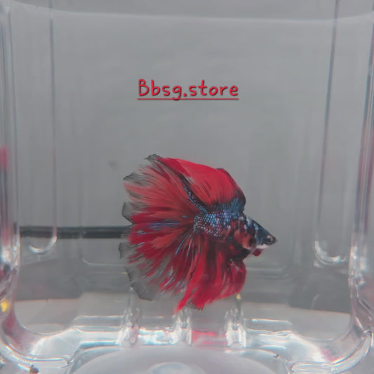 Black Base Metallic Fire Nemo DTHM (Double Tail Halfmoon)