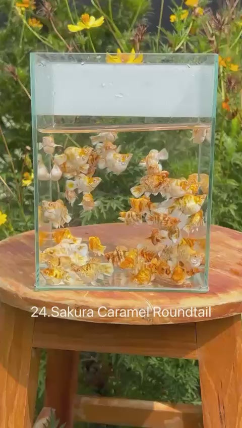 *NEW IN* Sakura Caramel Roundtail