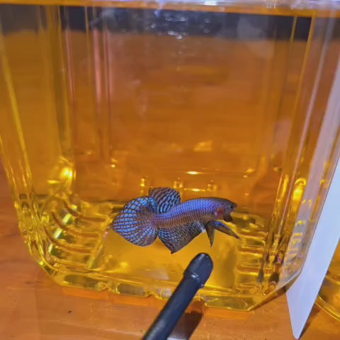 Blue Alien #1