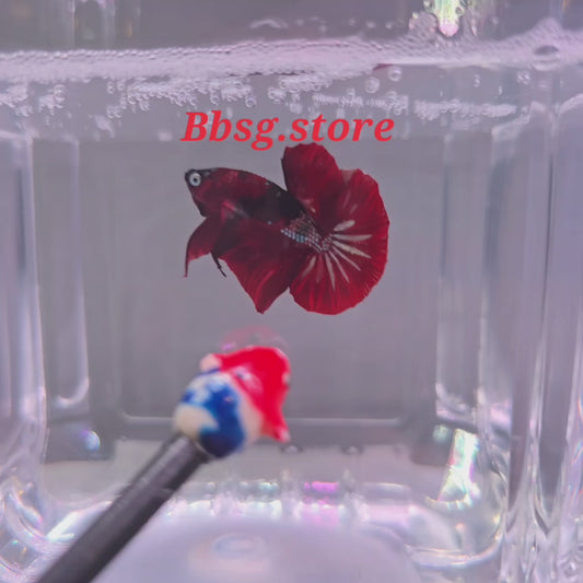 Red Copper Koi HMPK (AKA Ironman)