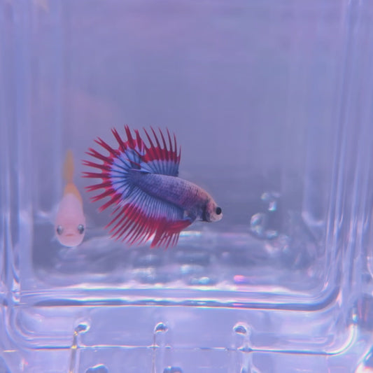 Mascot Crowntail Baby