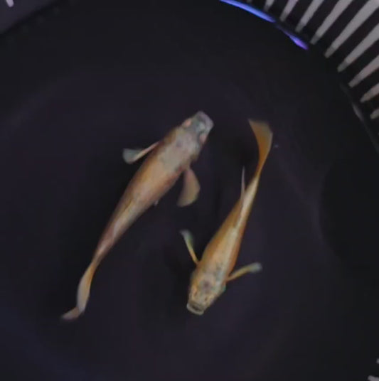 [High Grade] Full Gold Bar Guppies