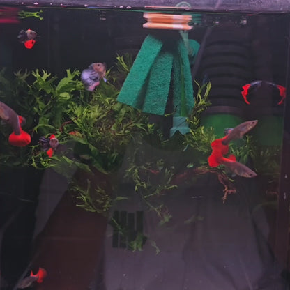 Dumbo Red Tail Guppies