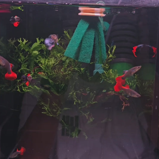 Dumbo Red Tail Guppies