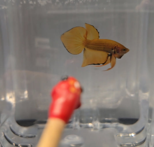 Wild Hybrid Yellow Splenden