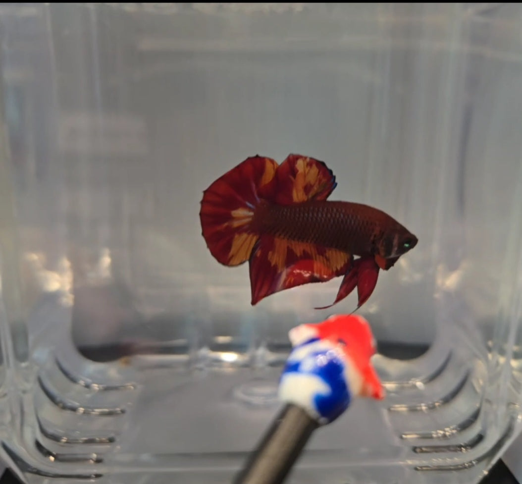 Wild Hybrid Nemo Splenden