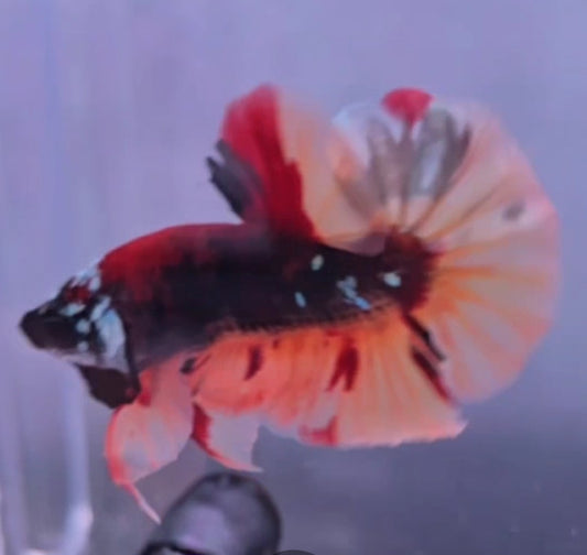 Headgear Black Candy