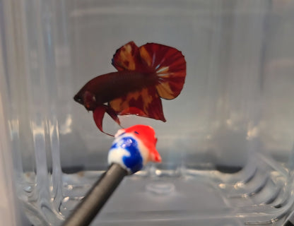 Wild Hybrid Nemo Splenden