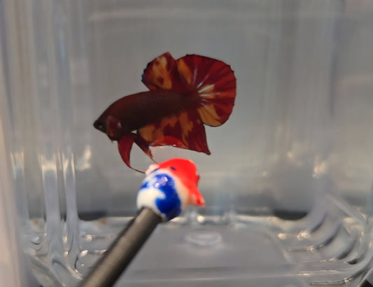 Wild Hybrid Nemo Splenden