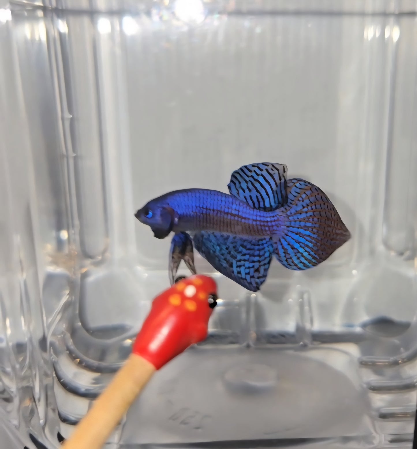 Wild Hybrid Blue Alien